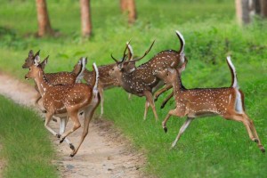 Group-of-Spotted-Deer