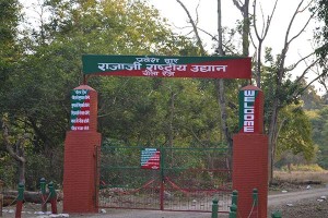 travel-rajajinational-park-haridwar